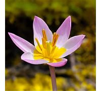 Bulbi di TULIPANO specie | Bulbi provenienti dai migliori produttori Olandesi | Esclusiva selezione e controllo qualità | Fioritura garantita dal primo anno. (15 Tulipani SAXATILIS)