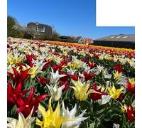 Bulbi di tulipano 'Tres Chic Mix' | 20 Pezzi | Tulipani rossi, gialli e bianchi - 30-50cm - Ø5cm - bulbo di fiore - Pianta da giardino