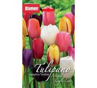 Bulbi di tulipano trionfo colori misti Blumen