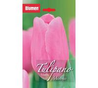 Bulbi di tulipano trionfo rosa Blumen Mistress