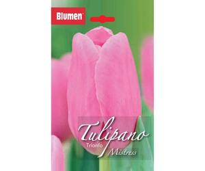 Bulbi di tulipano trionfo rosa Blumen Mistress