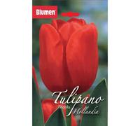 Bulbi di tulipano trionfo rosso Blumen Seadov