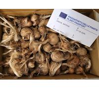 Bulbi di Zafferano Crocus Sativus L. 100% Naturali - 1° Origine Navelli, San Gavino, Olanda Kit da 10 o 20 Bulbi con Passaporto Fitosanitario + Guida Coltivazione + Assistenza Gratuita (kit 10 pezzi)