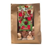Bulbi fiori primaverili rossi in bag "Colora il tuo Giardino" - Alta Qualità