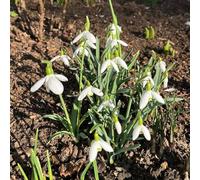 bulbi Galanthus woronowii di febbraio decorazione ufficio balcone letto elevato balcone letti elevati letti elevati giardino decorazione giardino 20pcs