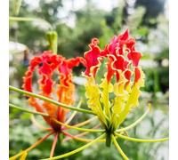 bulbi giglio di fiamma balcone letto elevato balcone letti elevati giardino rocce resistenti ufficio 5 pezzi