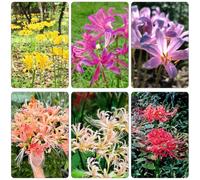 Bulbi giglio ragno - Lycoris Radiata decorazione perenni resistenti di Letti elevati per il giardino primavera giardino selvatico 10pcs