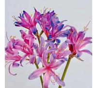 bulbi giglio ragno - Lycoris Radiata massiccio di giardino selvaggio giardino Letti elevati per il bonsai interno selvaggio balcone primavera 4pcs