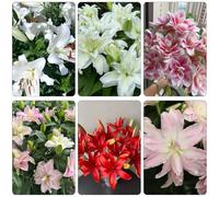 bulbi giglio ufficio balcone resistenti giardino decorativo precoce 2pcs