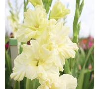 bulbi gladioli balcone interni resistenti gladioli bonsai interni giardino ufficio riverdimento tetti decorativi giardino decorazione 5pcs