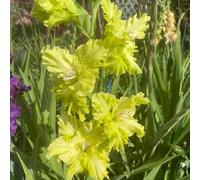 bulbi gladioli da giardino resistenti riverdimento tetti interni gladioli da giardino balcone letti elevati balcone 8pcs