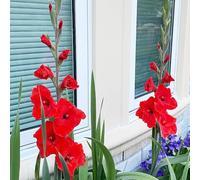 bulbi gladioli giardino balcone serra decorazione primavera decorativi bonsai interni ufficio riverdimento tetti giardino 12pcs