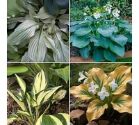 Bulbi Hosta resistenti, adatti per giardini e terrazzi, decorazione elegante del giardino-15bulbi-B