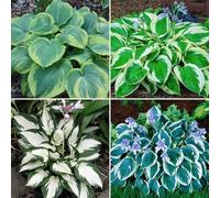 Bulbi Hosta, resistenti al freddo e alla siccità, colori misti，Colore raro, adatto per interni ed esterni, decorazione del giardino-10bulbi-D