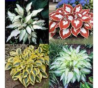 Bulbi Hosta, resistenti al freddo e alla siccità, colori misti，Colore raro, adatto per interni ed esterni, decorazione del giardino-8bulbi-E