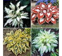 Bulbi Hosta, resistenti al freddo e alla siccità, colori misti，Colore raro, adatto per interni ed esterni, decorazione del giardino-15bulbi-B
