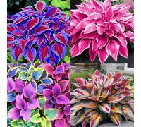 Bulbi Hosta, resistenti al freddo e alla siccità, colori misti，Colore raro, adatto per interni ed esterni, decorazione del giardino-4bulbi-A