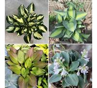 Bulbi Hosta, resistenti al freddo e alla siccità, colori misti，Colore raro, adatto per interni ed esterni, facile da coltivare-15bulbi-E