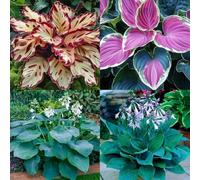 Bulbi Hosta, resistenti al freddo e alla siccità, colori misti，Colore raro, adatto per interni ed esterni, decorazione del giardino-6bulbi-C