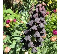 bulbi imperiale coronata, fritillaria balcone con giardino 10pcs