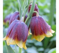 bulbi imperiale coronata, fritillaria giardino roccioso balcon 2pcs
