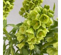 bulbi imperiale coronata, fritillaria rari Aiuole rialzate 4pcs