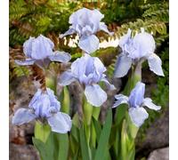 bulbi iride decorazione iride giardino balcone giardino rocce primavera balcone letti elevati bonsái interni 10pcs