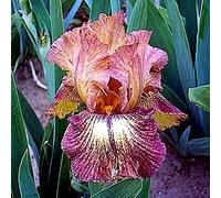 Bulbi iris|Postura familiare gentile e aggraziata|fiori artificiali|Facile da nutrire|Decorazione giardino segreto-1 6bulbis Seeds ONLY