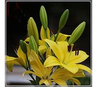 Bulbi lilium Scelta per cercare un burst-1,4bulbis