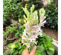 bulbi nardo decorazione ufficio riverdimento tetti decorazione balcone resistenti giardino rocce decorative 4pcs