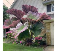 Bulbi oreja de elefante, Bulbi a orecchie di elefante, resistenti al freddo, adatti al giardino, adatti ai principianti, facili da coltivare-8bulbi-C