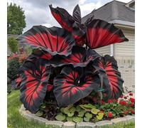 Bulbi oreja de elefante/miste/Radici selezionate di hosta/resistenti al freddo e alla siccità/adatte per la decorazione di giardini e balconi【NVNJHJN】-4 Bulbo-E