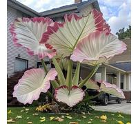 Bulbi oreja de elefante/miste/Radici selezionate di hosta/resistenti al freddo e alla siccità/adatte per la decorazione di giardini e balconi【NVNJHJN】-6 Bulbo-D