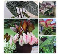 Bulbi oreja de elefante/miste/Radici selezionate di hosta/resistenti al freddo e alla siccità/adatte per la decorazione di giardini e balconi【NVNJHJN】-8 Bulbo-A