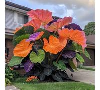 Bulbi oreja de elefante, resistenti al freddo e alla siccità, colori misti, adatti per giardini e terrazzi-8bulbi-C