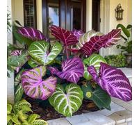 Bulbi oreja de elefante, resistenti al freddo e alla siccità, colori misti, adatti per giardini e terrazzi-4bulbi-A