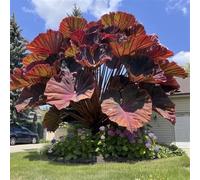 Bulbi oreja de elefante, resistenti al freddo e alla siccità, colori misti, adatti per giardini e terrazzi-2bulbi-B