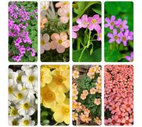 bulbi Oxalis triangularis - letto elevato di bonsái di ufficio interno giardino rocce decorative giardino Trébol la suerte Letti 7pcs