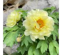 bulbi peonie resistenti resistenti decorazione bulbo balcone giardino Los bulbos de son perennes, per balconi 3pcs