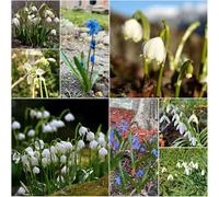 bulbi resistenti di campana invernale Bulbi in acónito invernale, perenne resistente bulbo balcone resistenti 20pcs