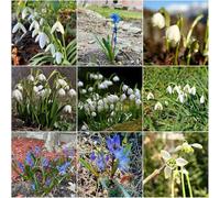 bulbi resistenti di campana invernale giardino perenni resistenti bulbi primavera per balcone temprano bulbo 8pcs