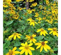 bulbi Topinambur articapcio di Gerusalemme bonsái estremamente resistenti Decorazione inverno semi 6pcs