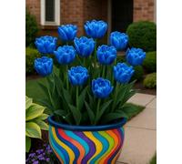 Bulbi tulipani assortiti, scelta ornamentale per creare effetti cromatici nel giardino-10bulbi-S