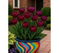 Bulbi tulipani assortiti, scelta ornamentale per creare effetti cromatici nel giardino-15bulbi-I