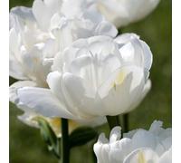 Bulbi Tulipano Mount Tacoma - Tulipani Bianchi da Fiore Primaverile