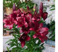 bulbidi giglio resistenti e perenni,da giardino resistenti e perenni,Bella in vaso 2pcs