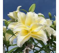 bulbidi giglio resistenti e perenni,in vaso,Bella in vaso 2pcs