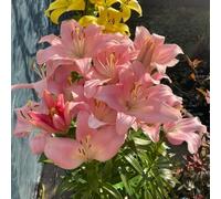 bulbidi giglio resistenti e perenni,resistenti in vaso,Bella in vaso 2pcs