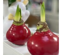 Bulbo di amarillide cerati,resistenti per il giardino balcone,in vaso,regali insoliti resistenti da esterno,regali per gli amanti 2pcs