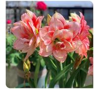 Bulbo di amarillide per decorazioni floreali primaverili da esterno-1bulbi-R